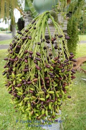 Palmier bouteille- Les fruits