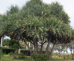 Pandanus utilis