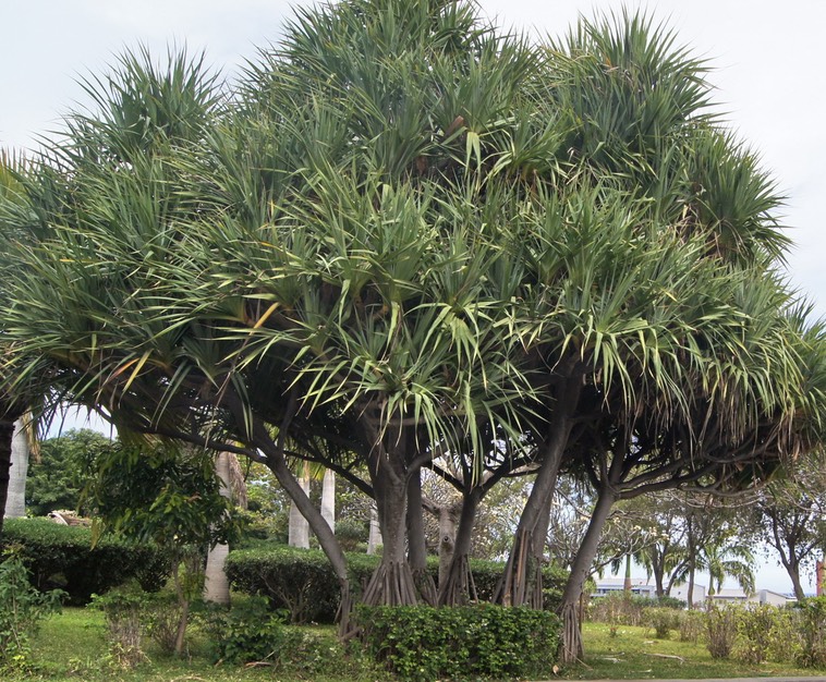Pandanus utilis