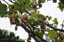 Raisin bord de mer - Coccoloba uvifera- Polygonaceae- I