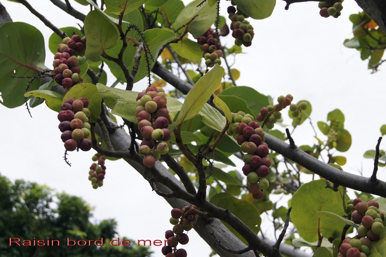 Raisin bord de mer - Coccoloba uvifera- Polygonaceae- I