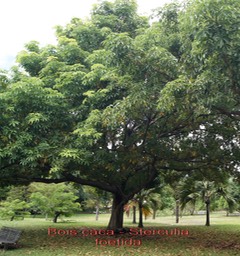 Sterculia foetida- Malvaceae - exo