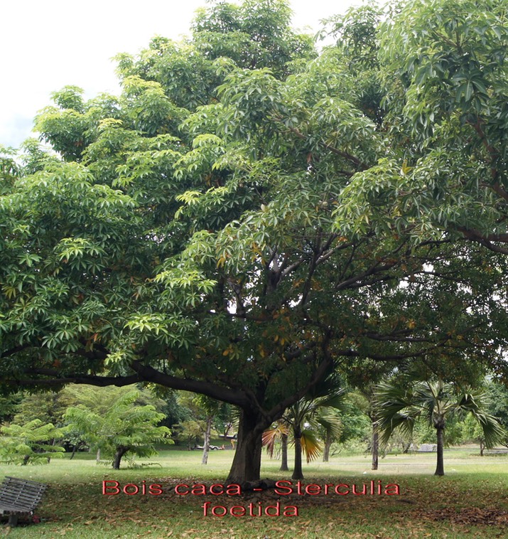 Sterculia foetida- Malvaceae - exo