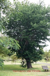 Tamarin de l'Inde - Pithecellobium dulce- Fabacée - Amérique centrale