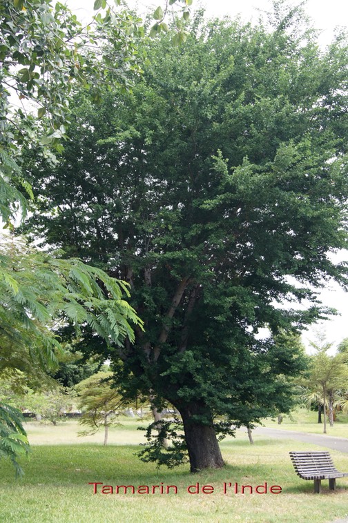 Tamarin de l'Inde - Pithecellobium dulce- Fabacée - Amérique centrale