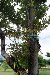 Terminalia bentzoe