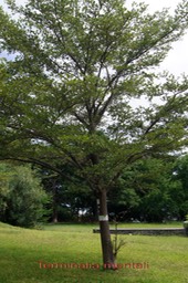 Terminalia mentali- Combrétacée - exo