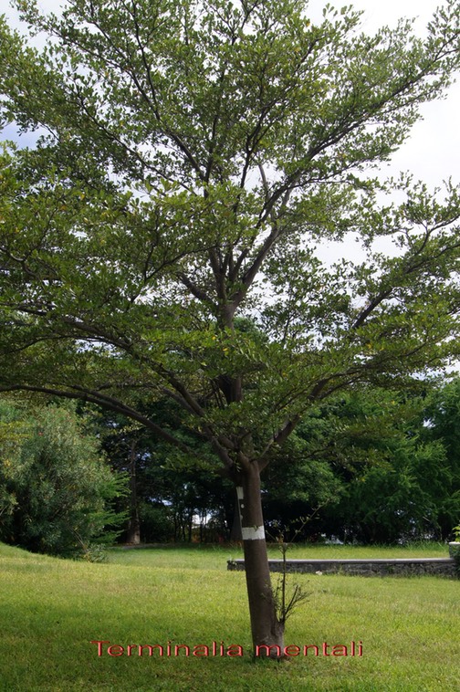 Terminalia mentali- Combrétacée - exo