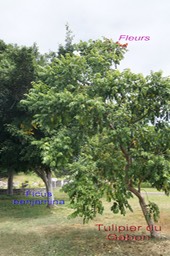 Tulipier du Gabon et Ficus benjamina