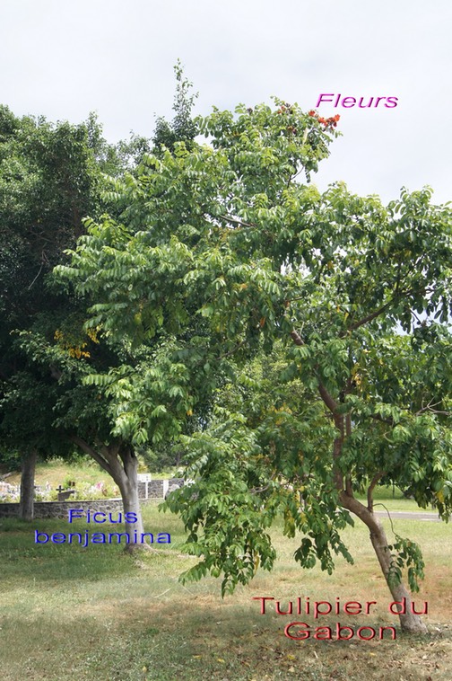 Tulipier du Gabon et Ficus benjamina